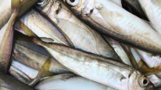 Россельхознадзор отправил в Москву пробы рыбы из Черного моря