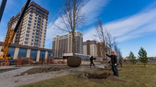 В Краснодаре стартовала высадка крупных деревьев в новом парке