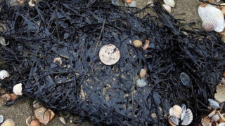 В Славянском районе на берегу Азовского моря нашли мазут