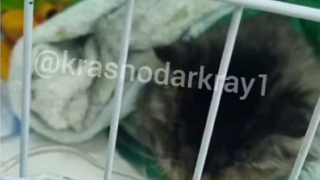 Восемь кошек и двух собак спасли из горящей квартиры в Краснодаре