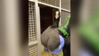 112 пострадавших птиц остаются в центрах реабилитации на Кубани
