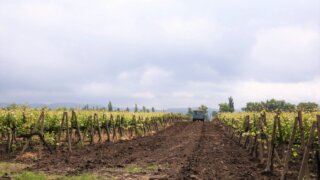 В 2025 году на Кубани заложат не менее 1,6 тысячи гектаров новых виноградников