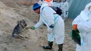 В Анапе запустили фейк о смертельной опасности на пляжах