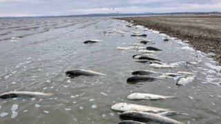 В Витязевском лимане произошла массовая гибель рыбы