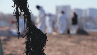 Полтора километра замазученных сетей в Анапе заменили на чистые