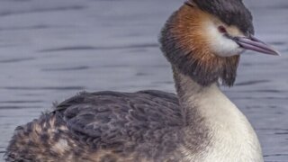 Две чомги и лысуху выпустили в природу после реабилитации в  центре, благоустроенном ГК «ДЕСО»
