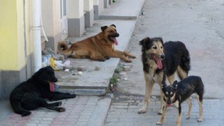 Бастрыкин поручил проверить информацию о нападении собак возле школ в Сочи