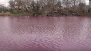 Ученые из КубГУ исследуют водоем в Краснодаре, который неожиданно стал розовым