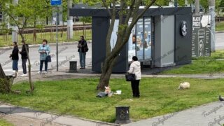 Стая бродячих собак напала на подростка у детской поликлиники в Краснодаре