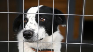 Муниципальный приют для бездомных животных посетил мэр Краснодара