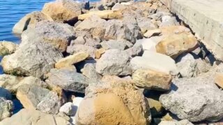 На Высоком берегу Анапы камни отмыли от мазута