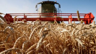 На Кубани стартовала уборочная кампания