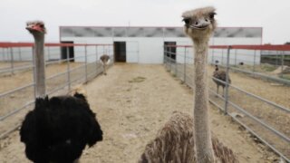 Страусиную ферму открыли в Тбилисском районе благодаря федеральному гранту