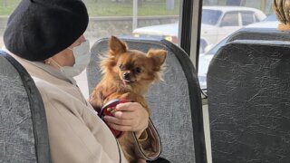 В МУП “КТТУ” рассказали, почему в Краснодаре на некоторых маршрутах ходят одиночные трамваи без кондиционеров
