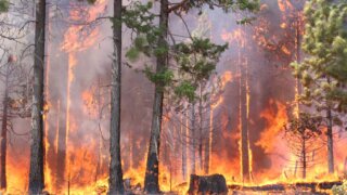 Леса на площади более 13 га горят на Кубани