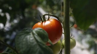 Кубанские фермеры: истории успеха при господдержке