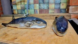 Житель Кубани купил одну из самых ядовитых в мире рыб под видом скумбрии