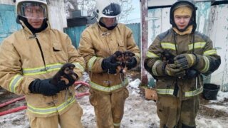 В Курганинском районе при ликвидации пожара в здании огнеборцы спасли щенков