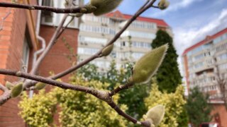 В Краснодар придет весеннее тепло благодаря антициклону