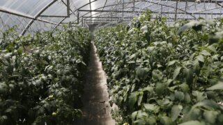 С начала 2026 года аграрии Кубани собрали больше 7 тысяч тонн тепличных овощей